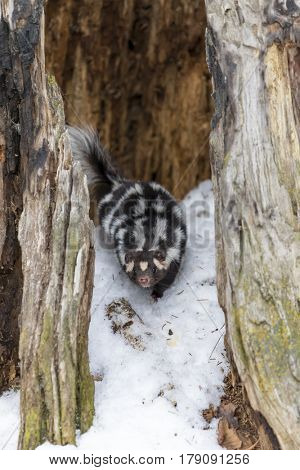 A spotted skunk hunts for prey in a snowy forest habitat.  