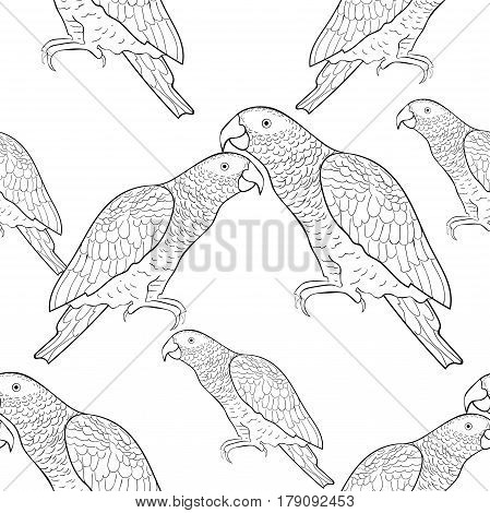 Seamless Pattern Jaco Parrot The Coloring  Vector Illustration