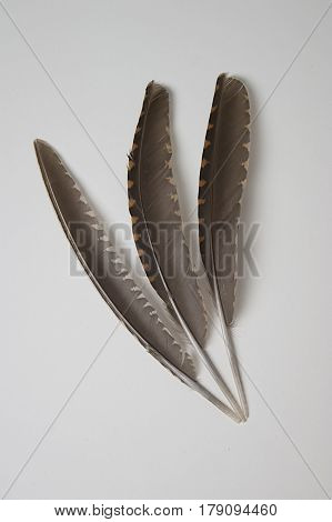 Composition with three bird feathers on grey background