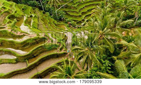 Aerial view of Tegalalang Rice Terrace in Ubud Bali Indonesia.