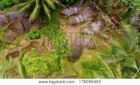 Top view Tegalalang Rice Terrace in Ubud Bali Indonesia.