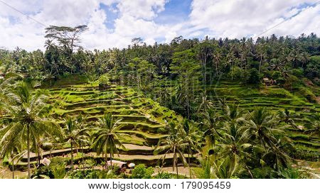 Aerial view of Tegalalang Rice Terrace in Ubud Bali Indonesia.