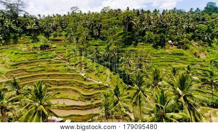 Aerial view of Tegalalang Rice Terrace in Ubud Bali Indonesia.