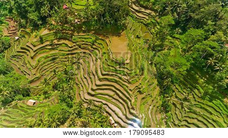 Top view Tegalalang Rice Terrace in Ubud Bali Indonesia.