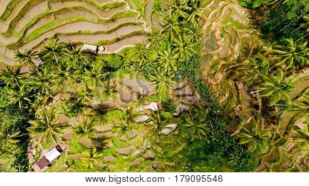 Top view Tegalalang Rice Terrace in Ubud Bali Indonesia.