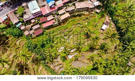 Top view Tegalalang Rice Terrace in Ubud Bali Indonesia.