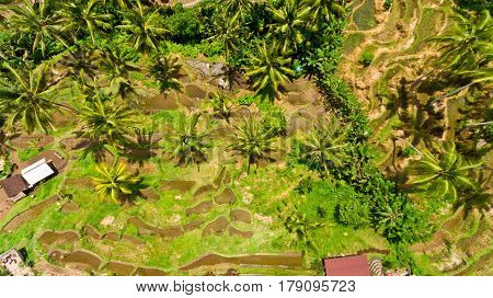 Top view Tegalalang Rice Terrace in Ubud Bali Indonesia.