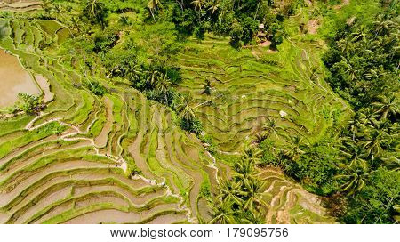 Top view Tegalalang Rice Terrace in Ubud Bali Indonesia.