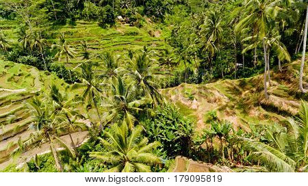 Aerial view of Tegalalang Rice Terrace in Ubud Bali Indonesia.