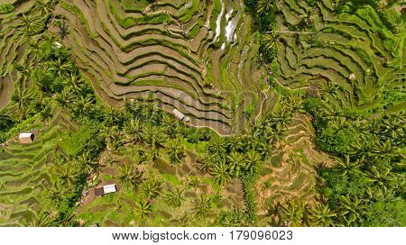 Top view Tegalalang Rice Terrace in Ubud Bali Indonesia.