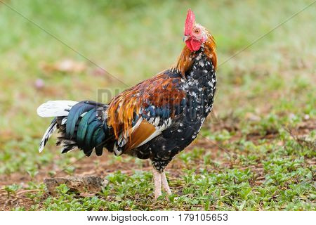 The wild chicken is the unofficial state bird of Hawaii.