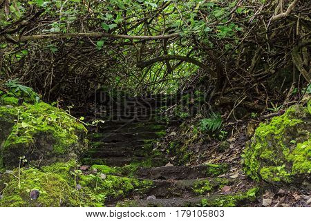 A stone path on a steep incline through a lush tropical vegetation.