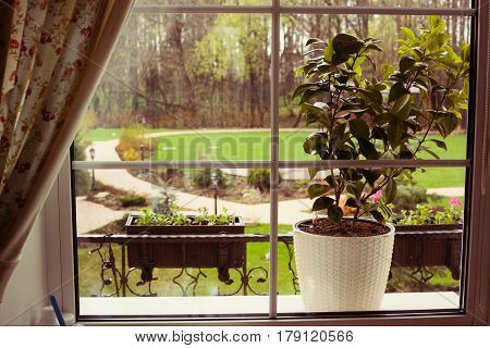 Pot Plant On Window Sill With Summer Park View
