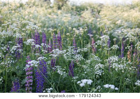 Wildflowers lupines on a bright sunny day 1
