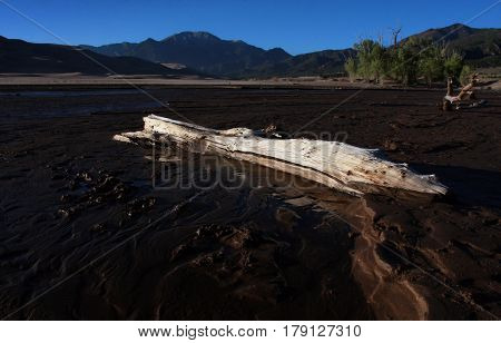 Log lays in the shallow waters and mud of the Medano Creek in springtime near Alamosa, Colorado