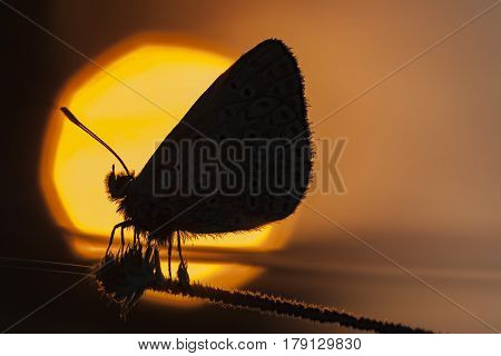 Brown butterfly in the sunset light macro