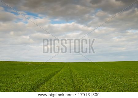Green field and cloudy sky with white cumulos clouds late in the evening.
