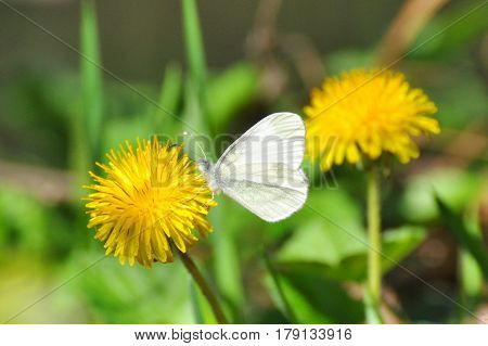 Leptidea sinapis butterfly close-up on a dandelion flower. The Wood White butterfly in spring