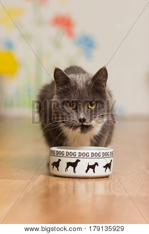 Gray cat eats from a dog's cup