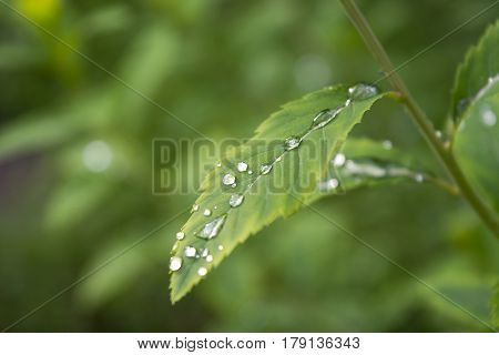 Raindrops on the leaf close-up image. Dew droplets on green leaves