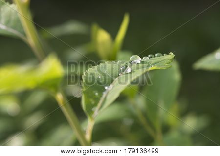 Raindrops on the leaf close-up image. Dew droplets on green leaves