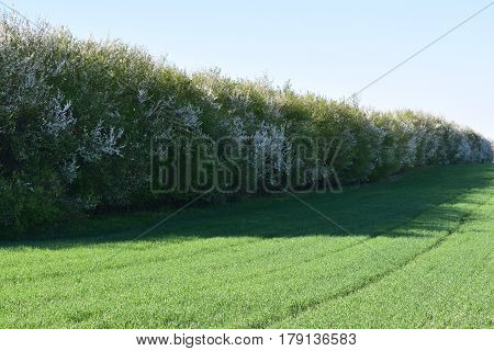 Spring Awakening on agricultural land. wheat anf forest