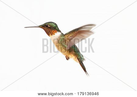 Ruby-throated Hummingbird (archilochus colubris) in flight isolated on a white background