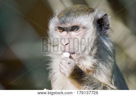 Look of a macaque crabier in a pen of an animal park of France