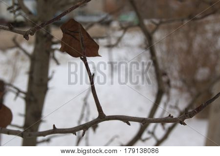Elm Tree Buds And Leaves In Winter