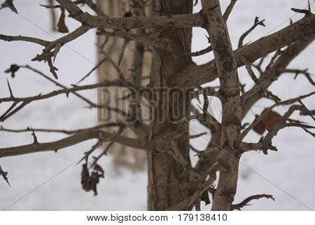 Elm Tree Buds And Leaves In Winter