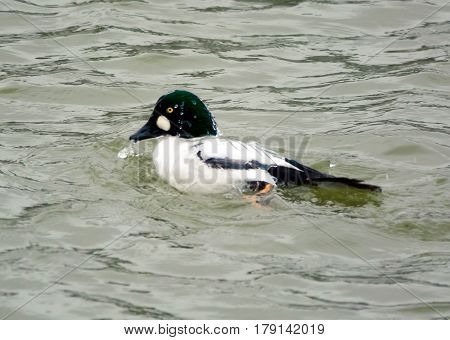 Common Goldeneye drake in winter splashing water