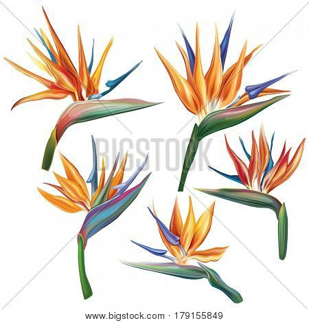 Strelitzia reginae flower (bird-of-paradise, crane flower). 