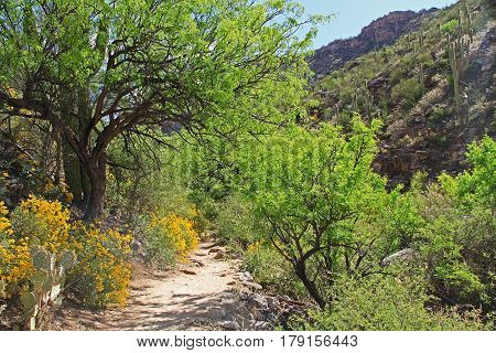 Hiking Trail in Bear Canyon in Sabino Canyon Recreation Area Park in the Sonoran Desert along the Santa Catalina Mountains in Tucson, Arizona.
