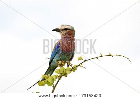 The colorful lilac breasted roller is a common bird in Africa.