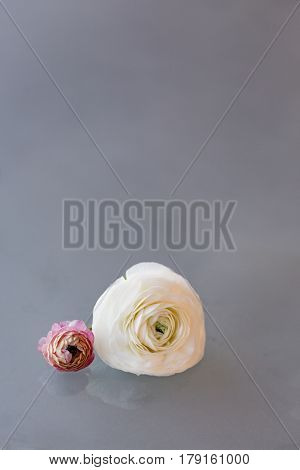 White And Pink Ranunculus