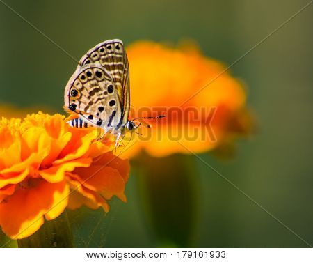 Azanus jesous - African babul blue - topaz-spotted blue on a Marigold Flower