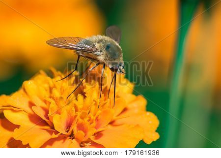 Bee Fly on a Marigold flower Midday.