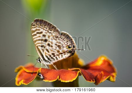 Common Zebra Blue Butterfly - Leptotes pirithous pirithous on a flower