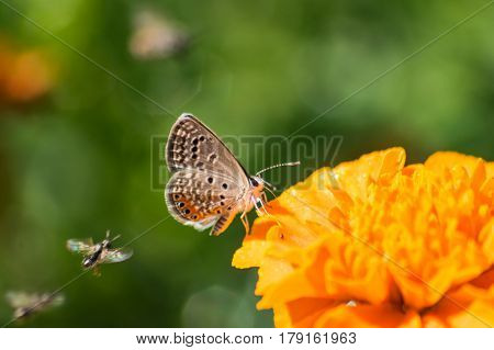 Grass Jewel Blue Butterfly - Chilades trochylus on a yellow Marigold