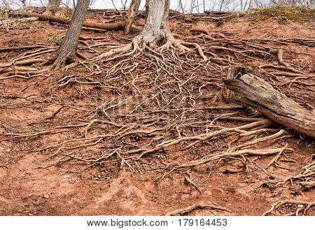 Tree roots growing in a tangle on top of the dry ground spreading out