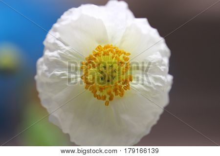 White poppy flower in summer backlit for translucency