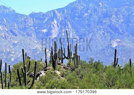 Saguaro cactus in Southern Arizona near the mountains