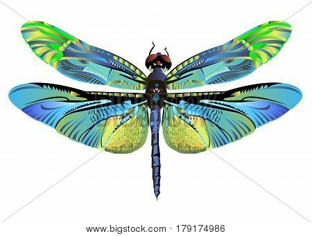 vector color art dragonfly nature wildlife fly