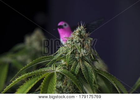 Detail of cannabis cola (Stone free marijuana strain) with visible hairs and leaves on late flowering stage - isolated over black background