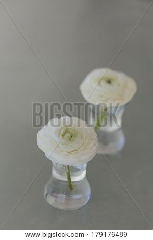 Two White Ranunculus Flower In Glass Of Water