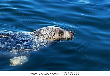 Seal in the water. Vancouver Island, Canada.