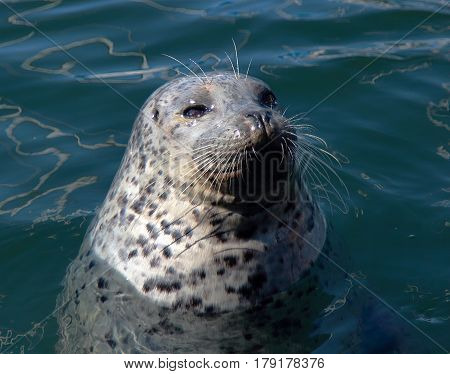 Seal in the water. Vancouver Island, Canada.