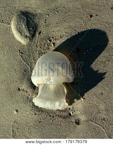 Jellyfish on the beach after the storm. Seashore, Florida.