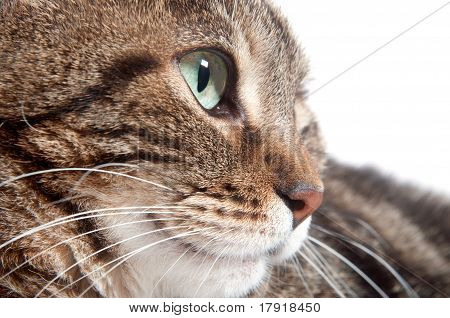 Ojo de gato