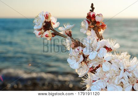 Cherry blossoms against the blue sky background